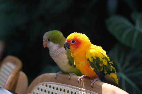 Top recommandations pour des sièges auto chien sécurisés