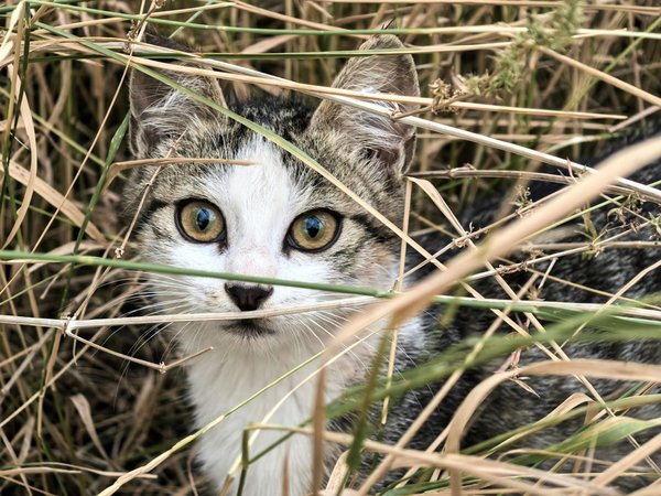 Top 10 races de chien à connaître absolument pour les propriétaires