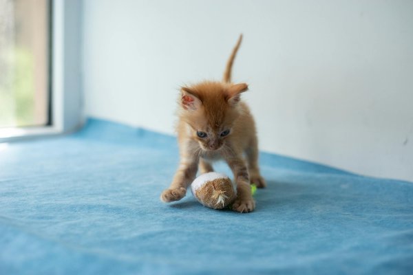 Peut-on remplacer un repas par des friandises pour chiens ?
