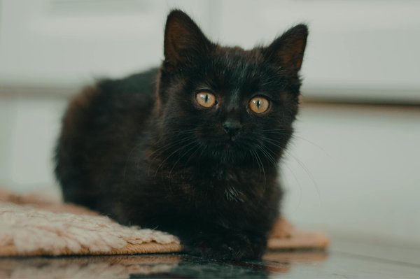 Pourquoi souscrire à une assurance santé pour chats ?