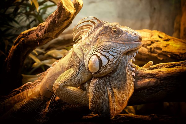 Terrarium pour reptiles : le guide ultime pour créer un habitat idéal