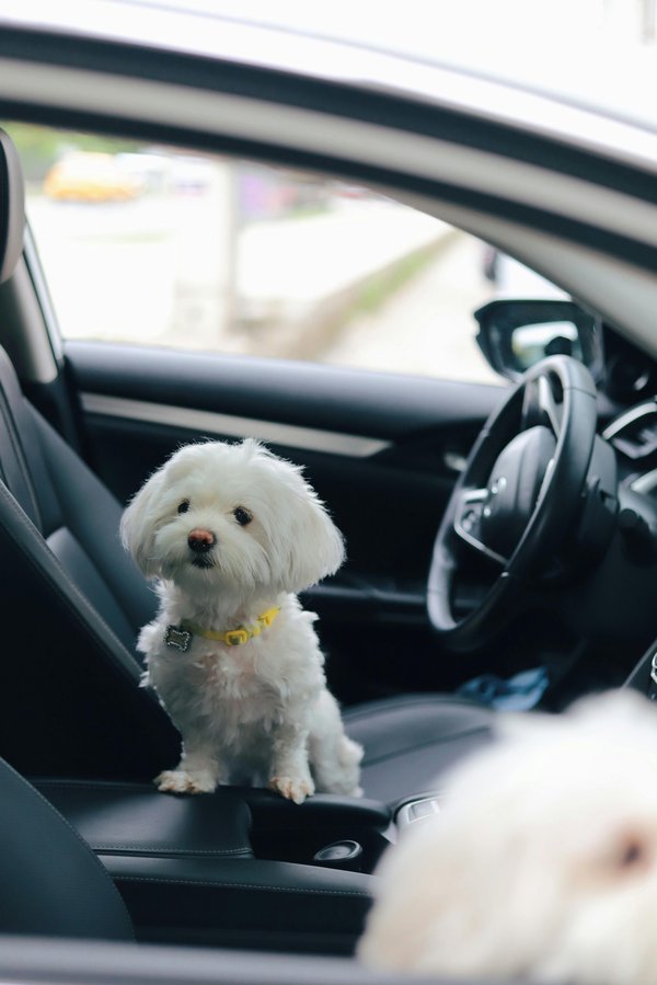 Choisissez le meilleur siège auto pour chien en toute sécurité